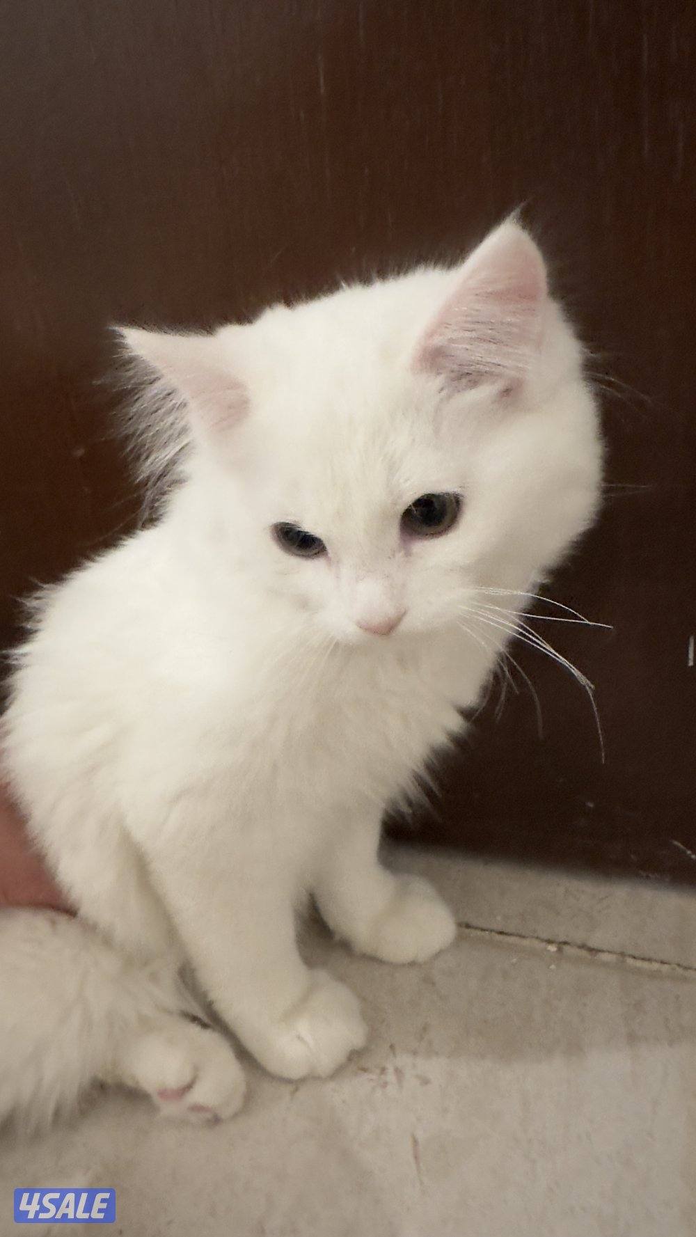 للبيع قطط شيرازيه 🐈2