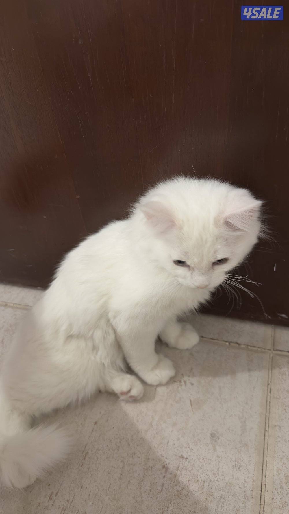 للبيع قطط شيرازيه 🐈3