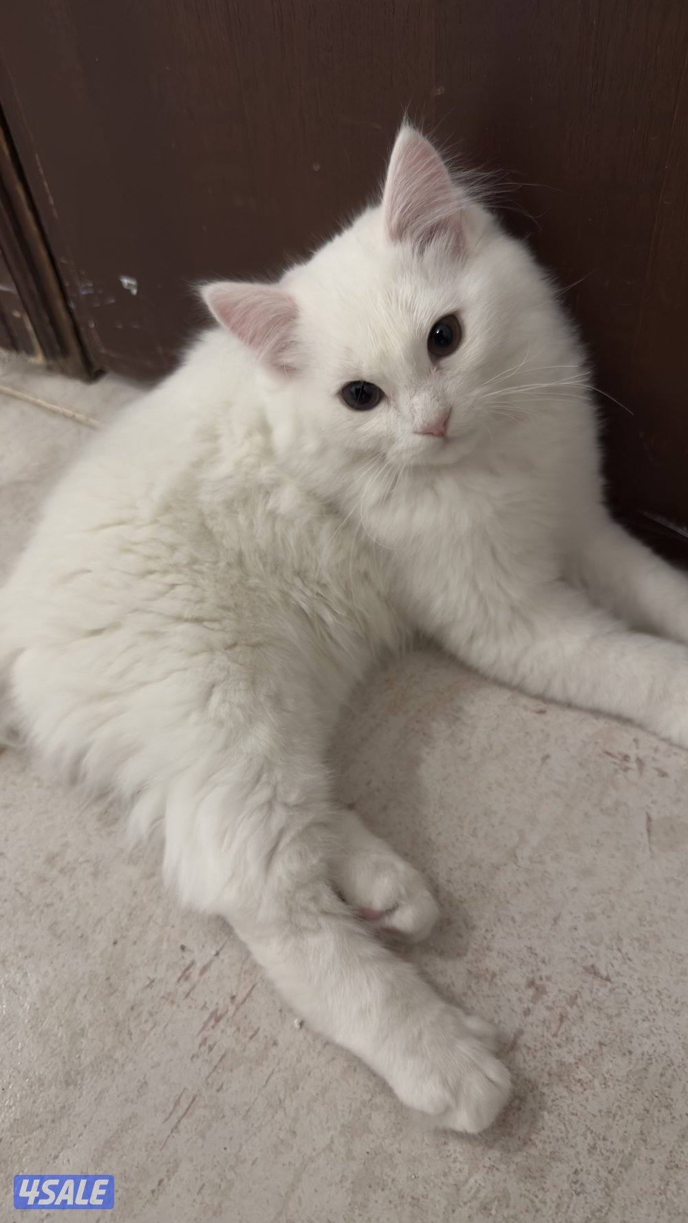 للبيع قطط شيرازيه 🐈4