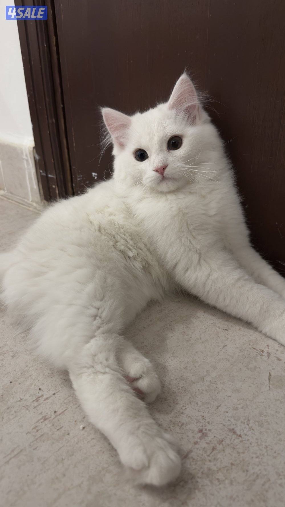 للبيع قطط شيرازيه 🐈5