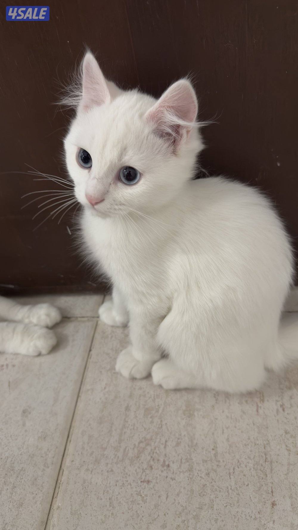 للبيع قطط شيرازيه 🐈6