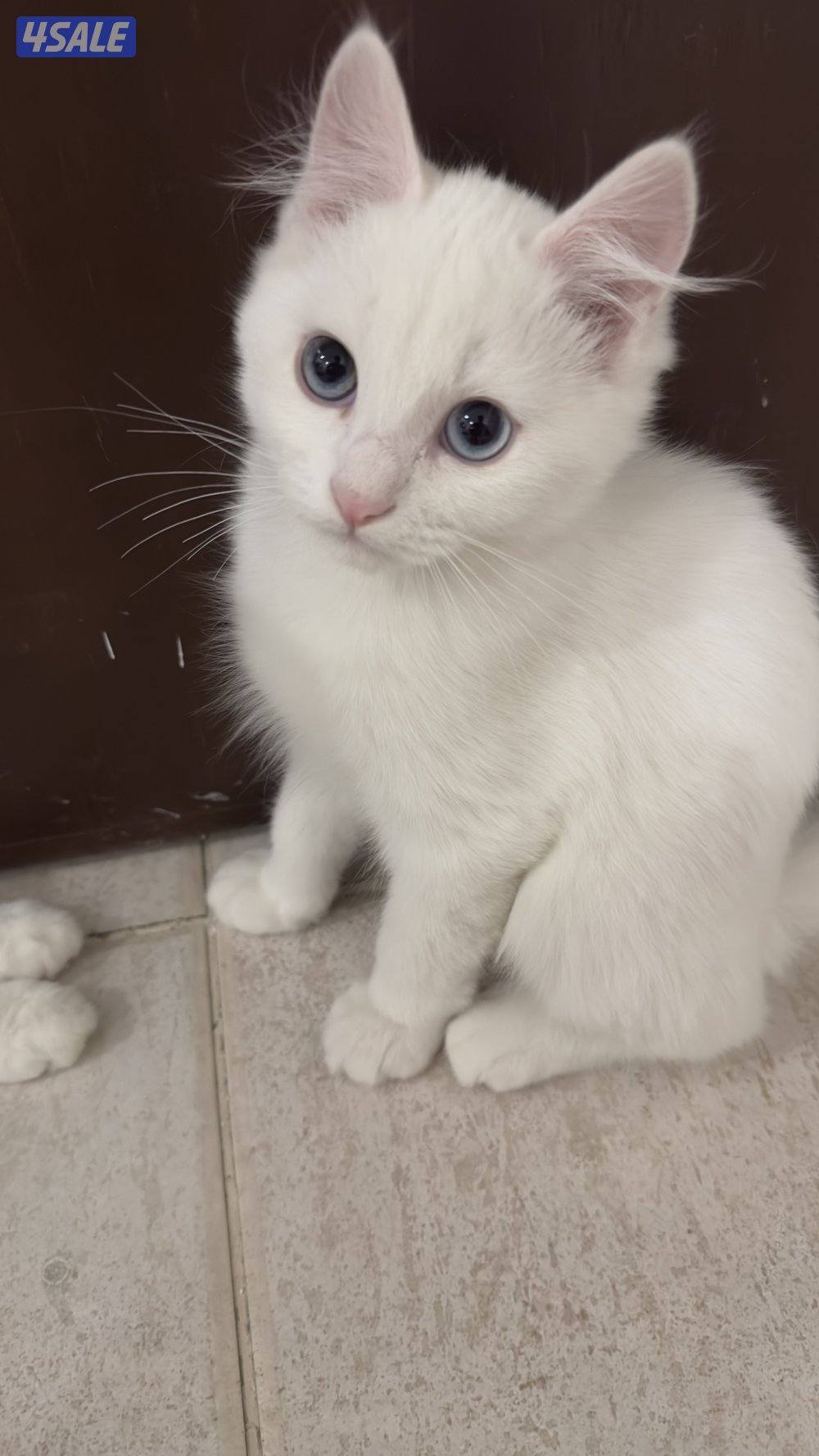 للبيع قطط شيرازيه 🐈7