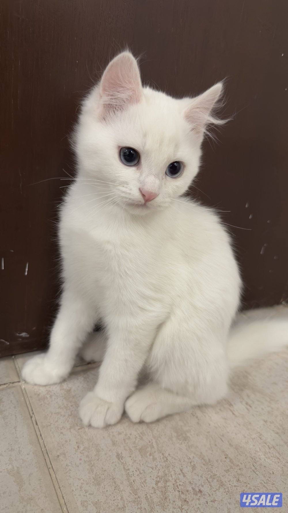 للبيع قطط شيرازيه 🐈8