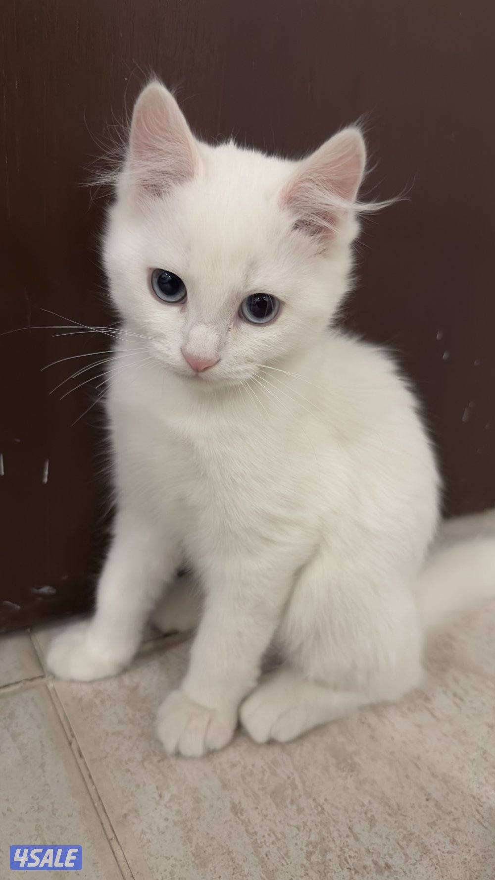 للبيع قطط شيرازيه 🐈9