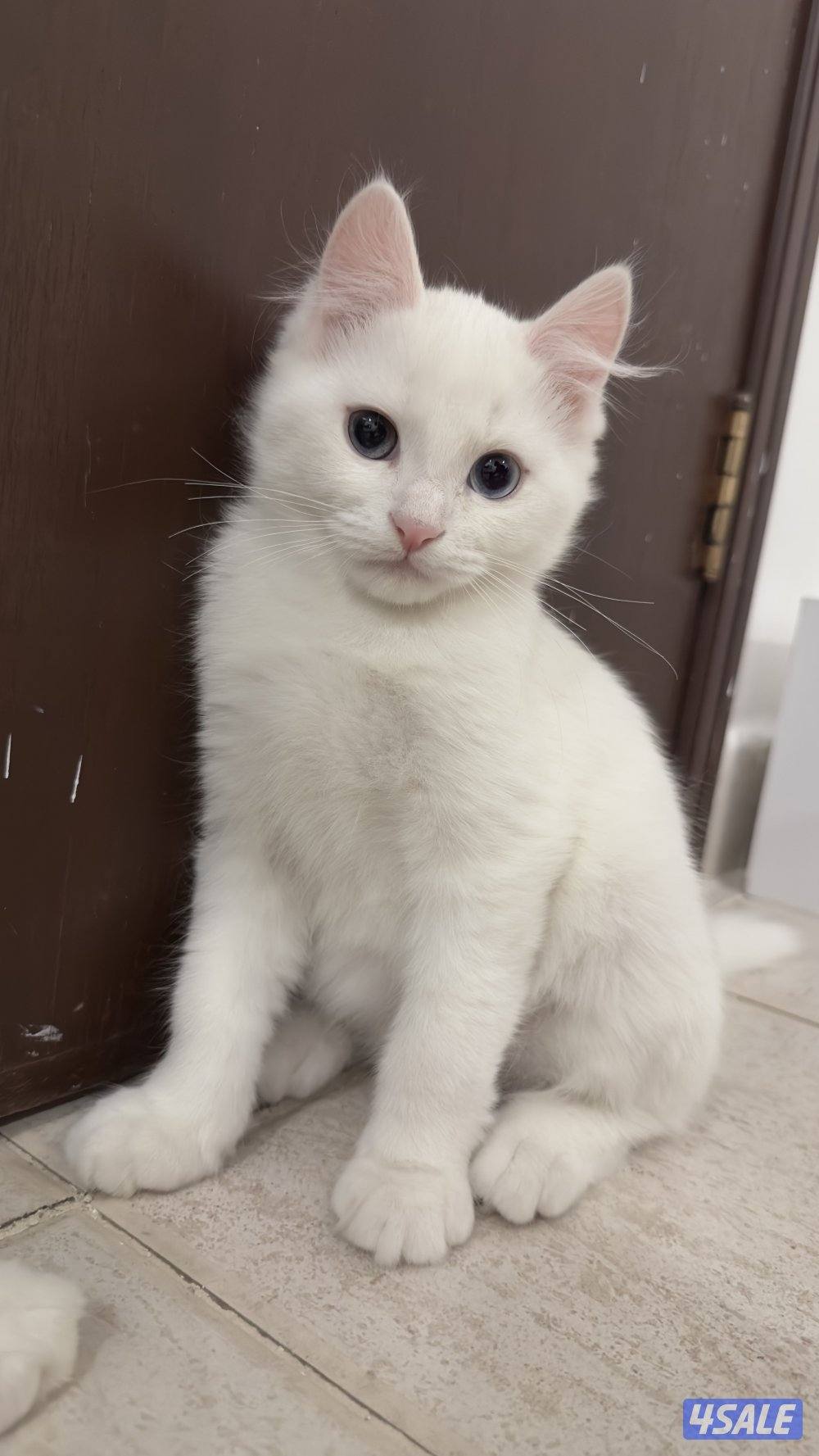 للبيع قطط شيرازيه 🐈10