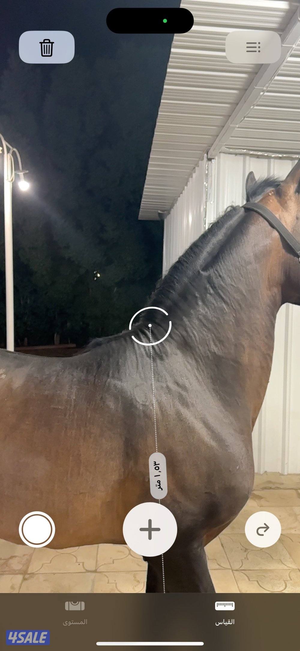 للبيع حصان2