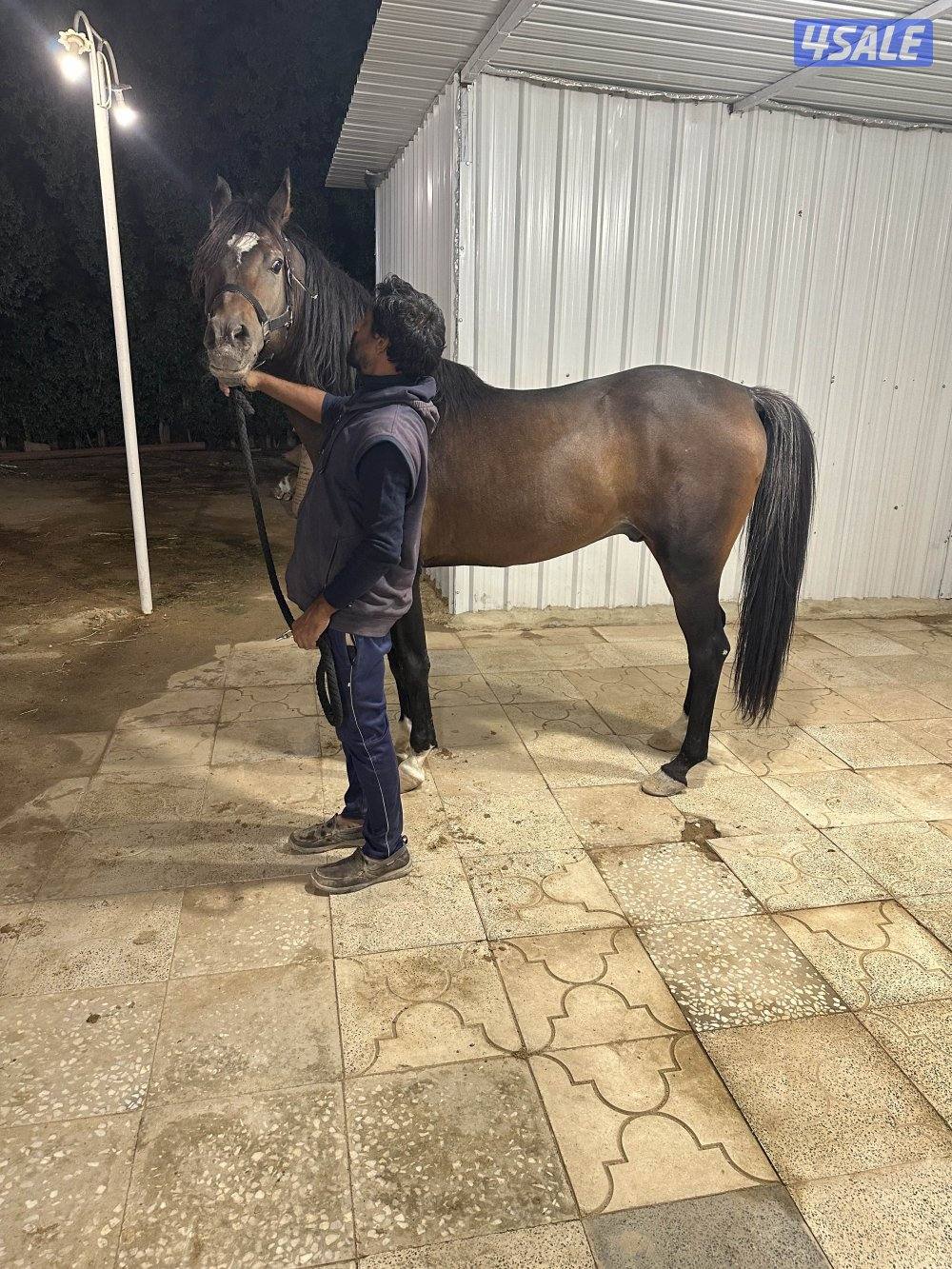 للبيع حصان3