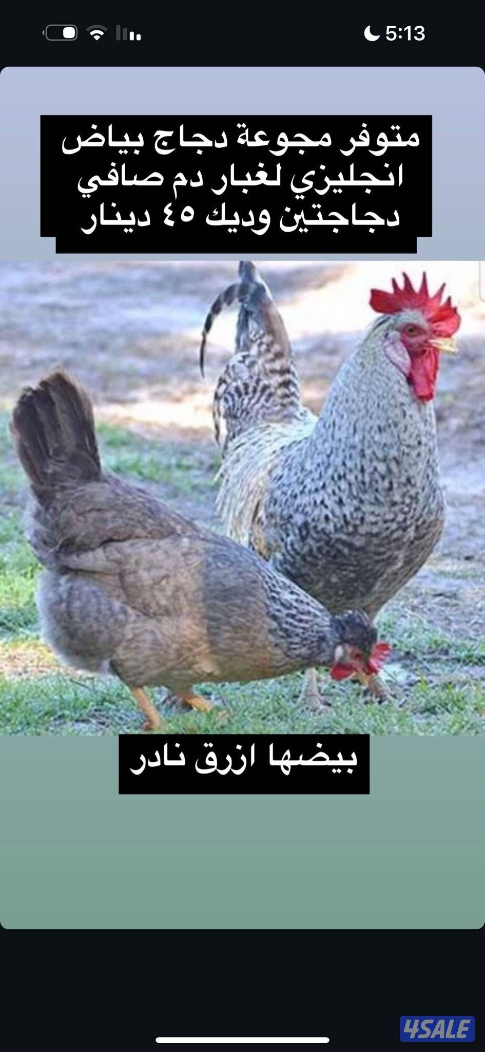 للبيع دجاج لوغبار انجليزي بصحه ممتازه ورياضيات والأحجام XXL0