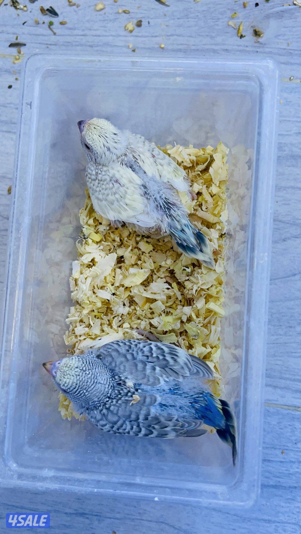 للبيع فروخ طيور حب هولندي0