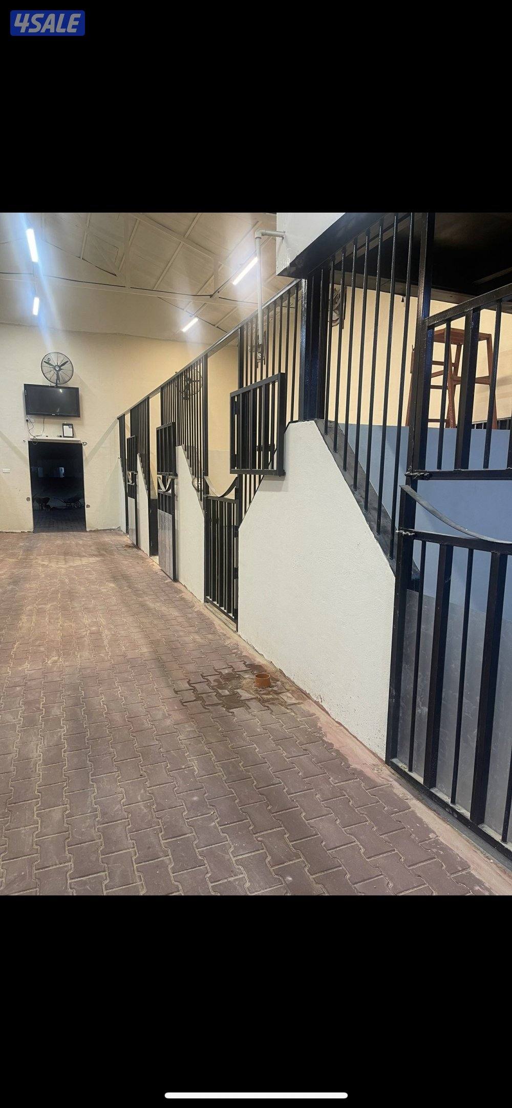 مربط نخيل المنال في الوفرة لإيواء الخيل1