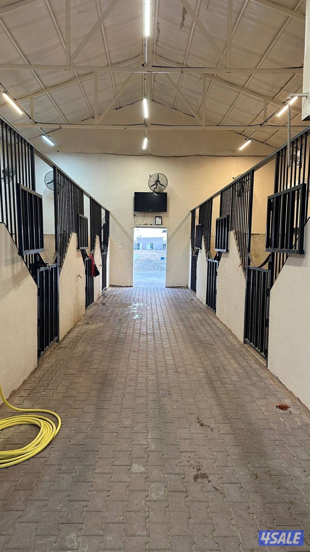 مربط نخيل المنال في الوفرة لإيواء الخيل3