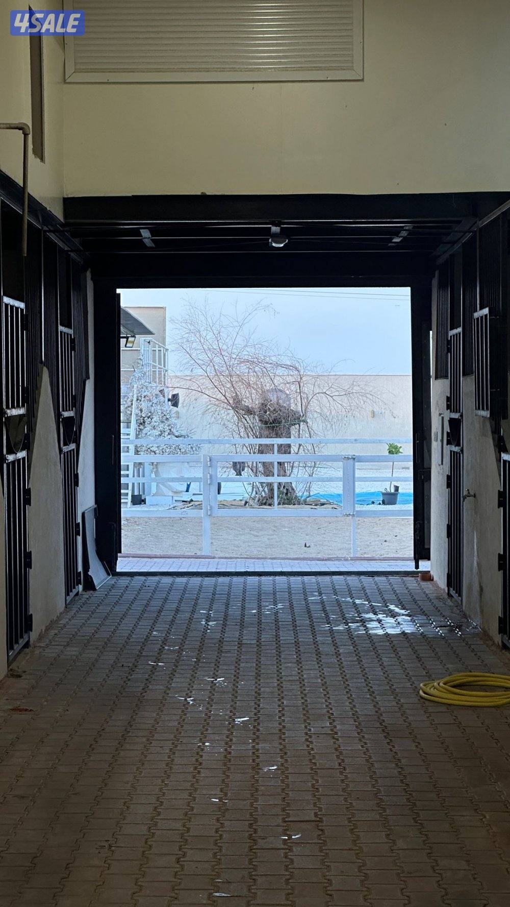 مربط نخيل المنال في الوفرة لإيواء الخيل4