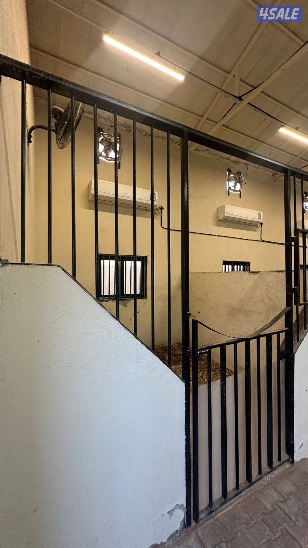 مربط نخيل المنال في الوفرة لإيواء الخيل5