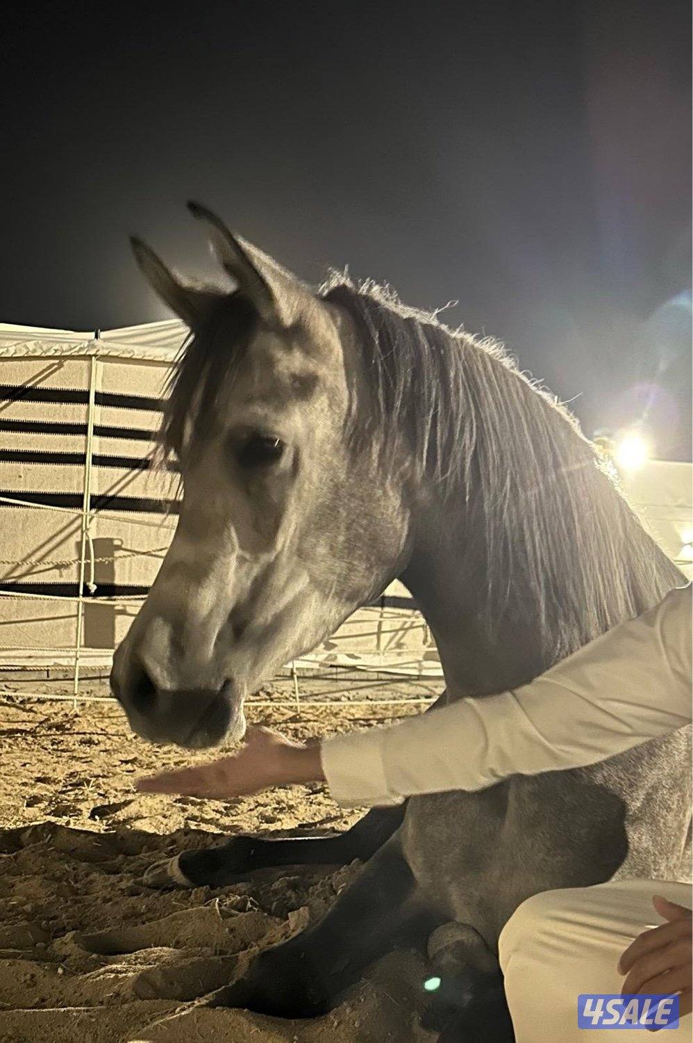 للبيع مهره بولش0