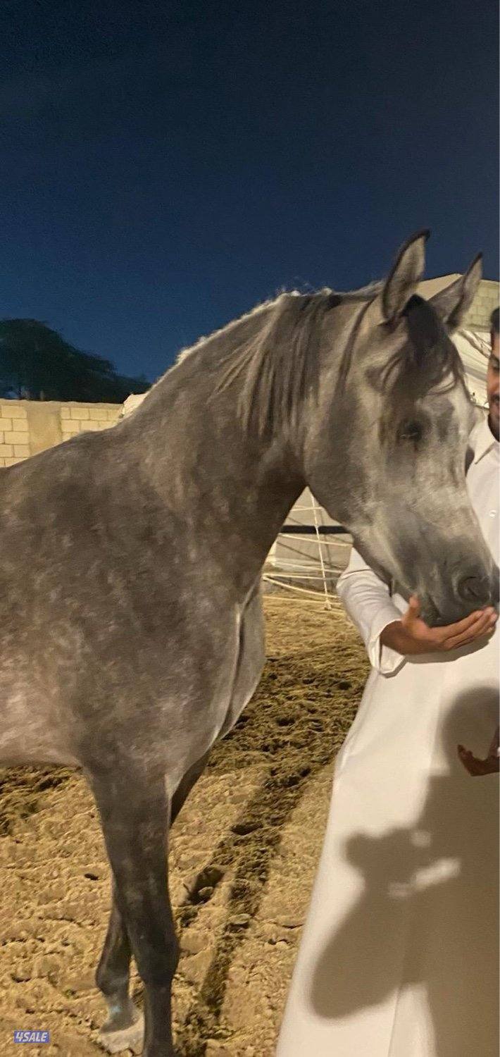 للبيع مهره بولش1