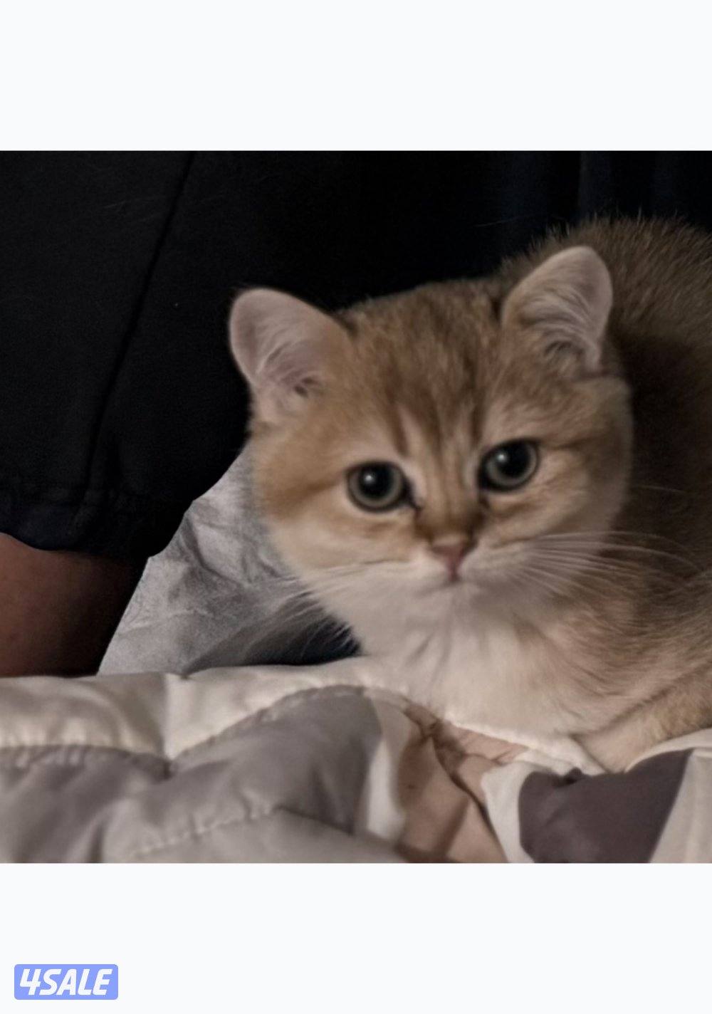 🐾 British Golden Shorthair 🇬🇧✨0