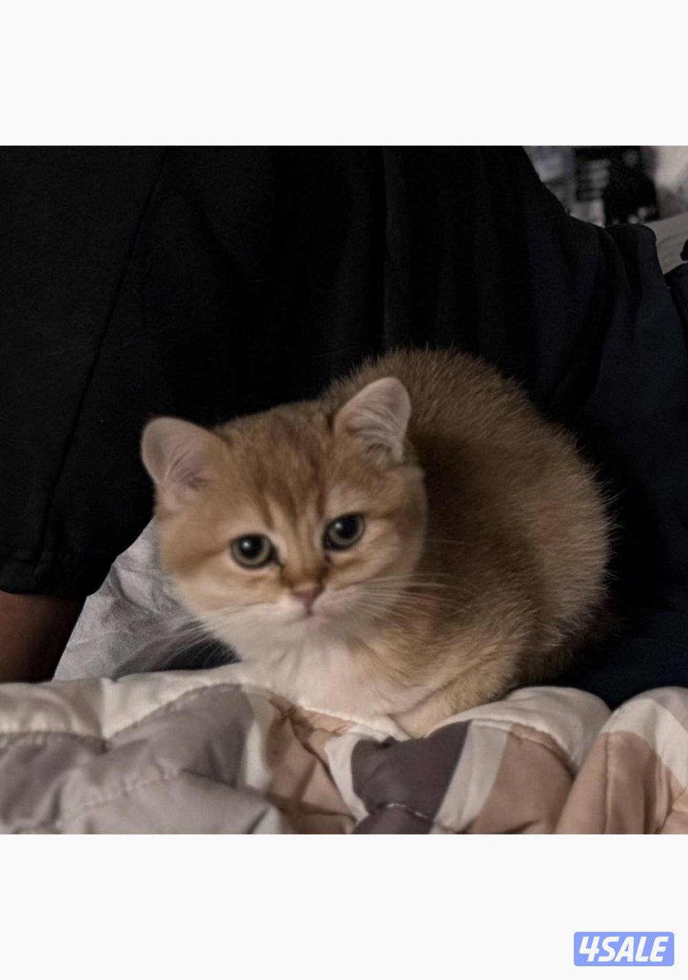 🐾 British Golden Shorthair 🇬🇧✨1