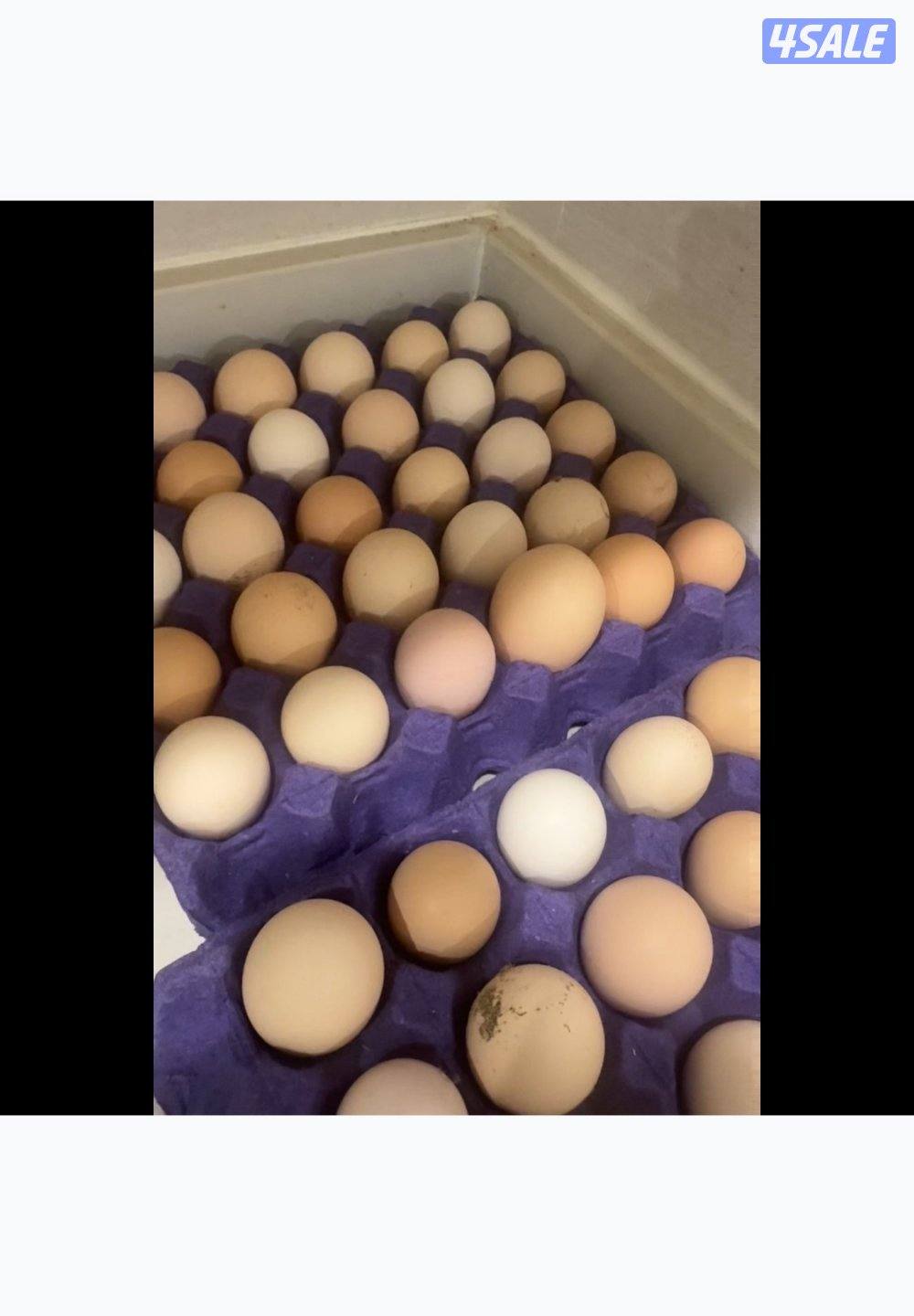 مزارع الوفره1