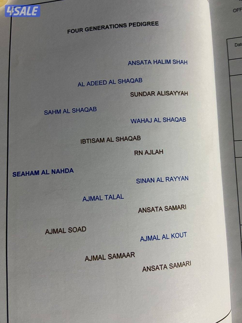 فرس مصريه بيور1