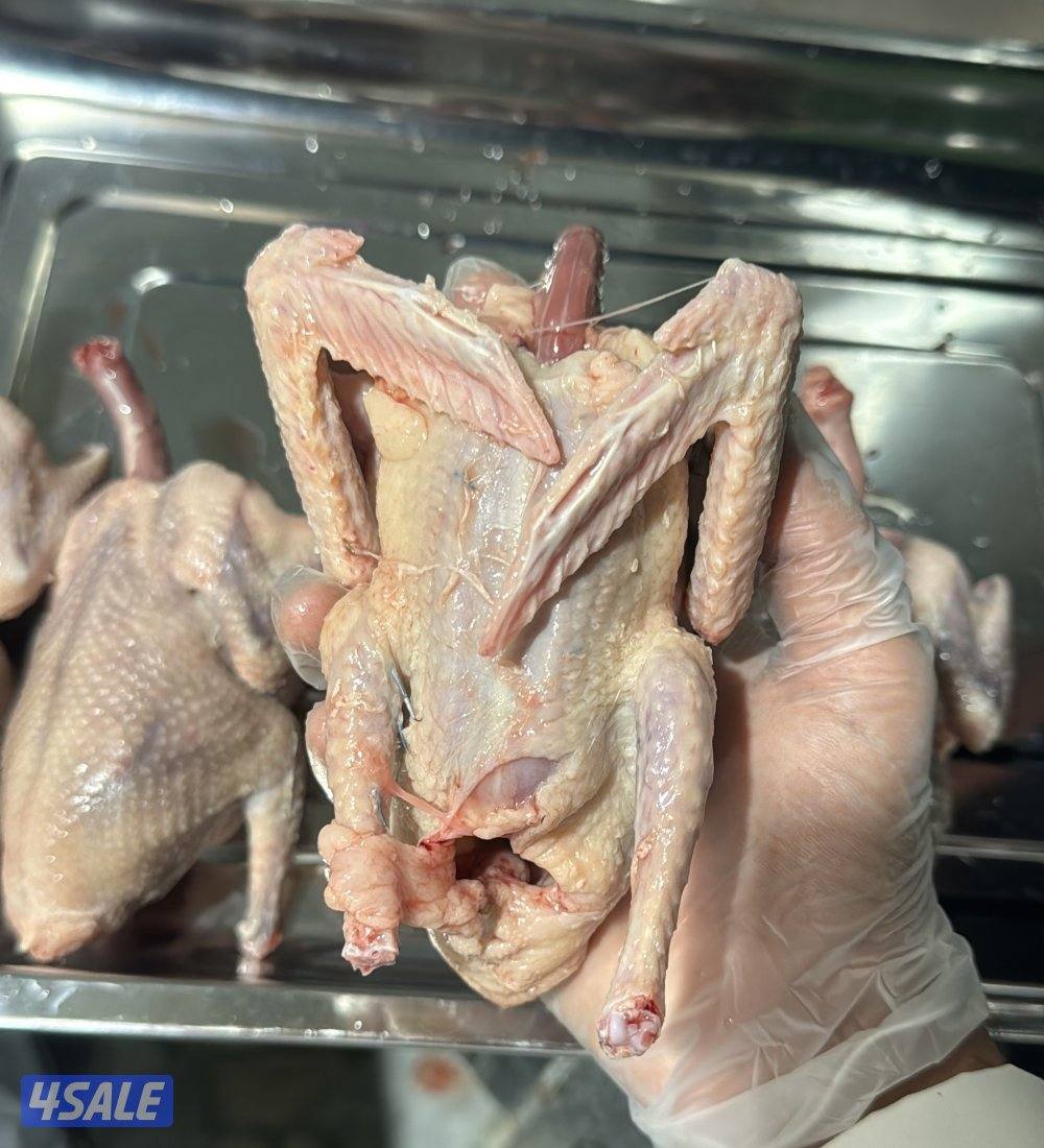 فروخ حمام زاجل للاكل0