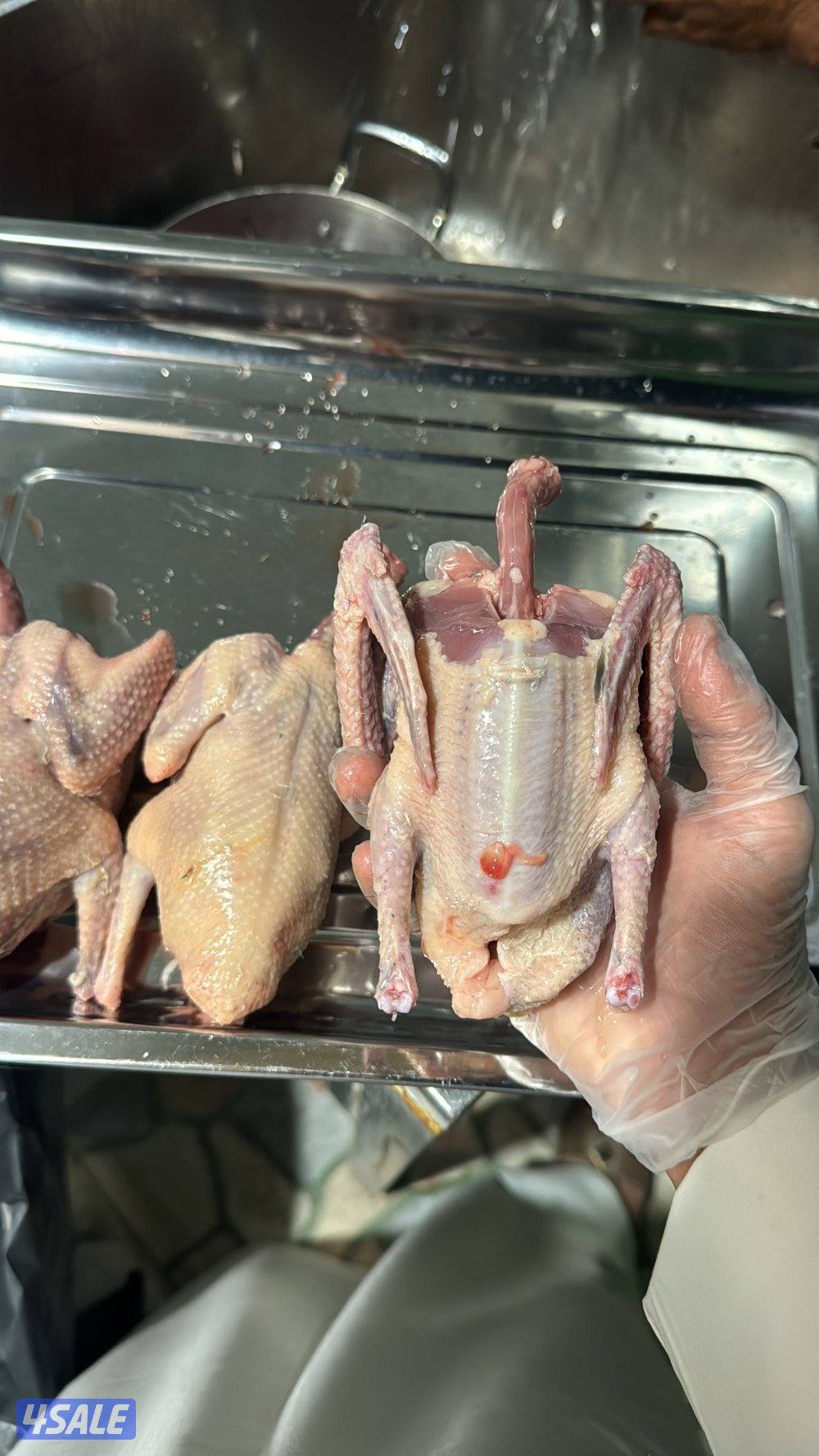 فروخ حمام زاجل للاكل1