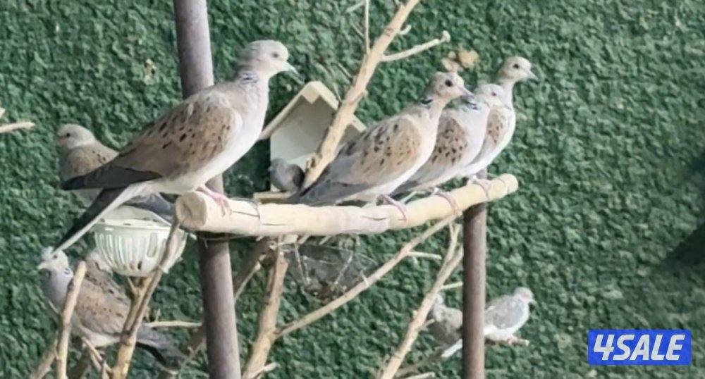 للبيع قمري1