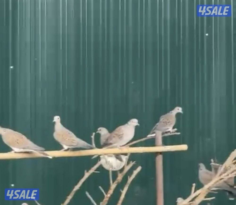 للبيع قمري0