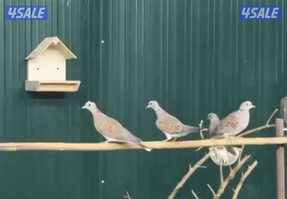 للبيع قمري2