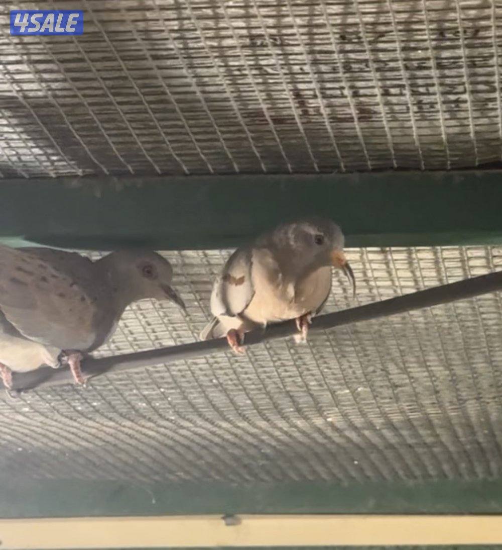 للبيع قمري4