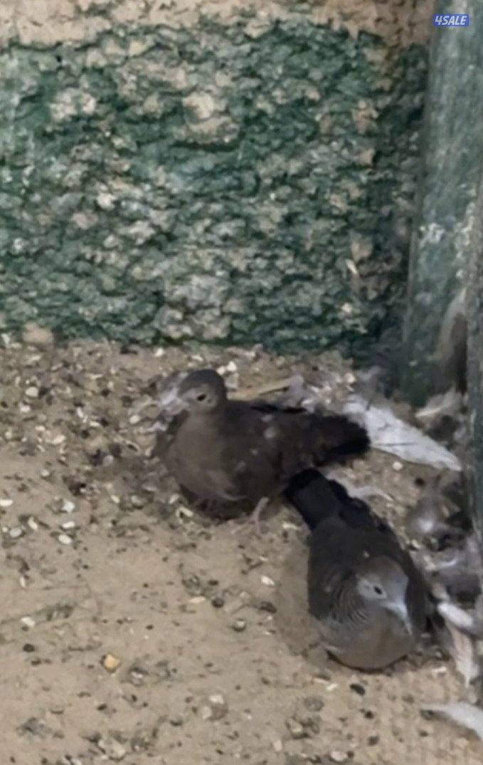 للبيع قمري3