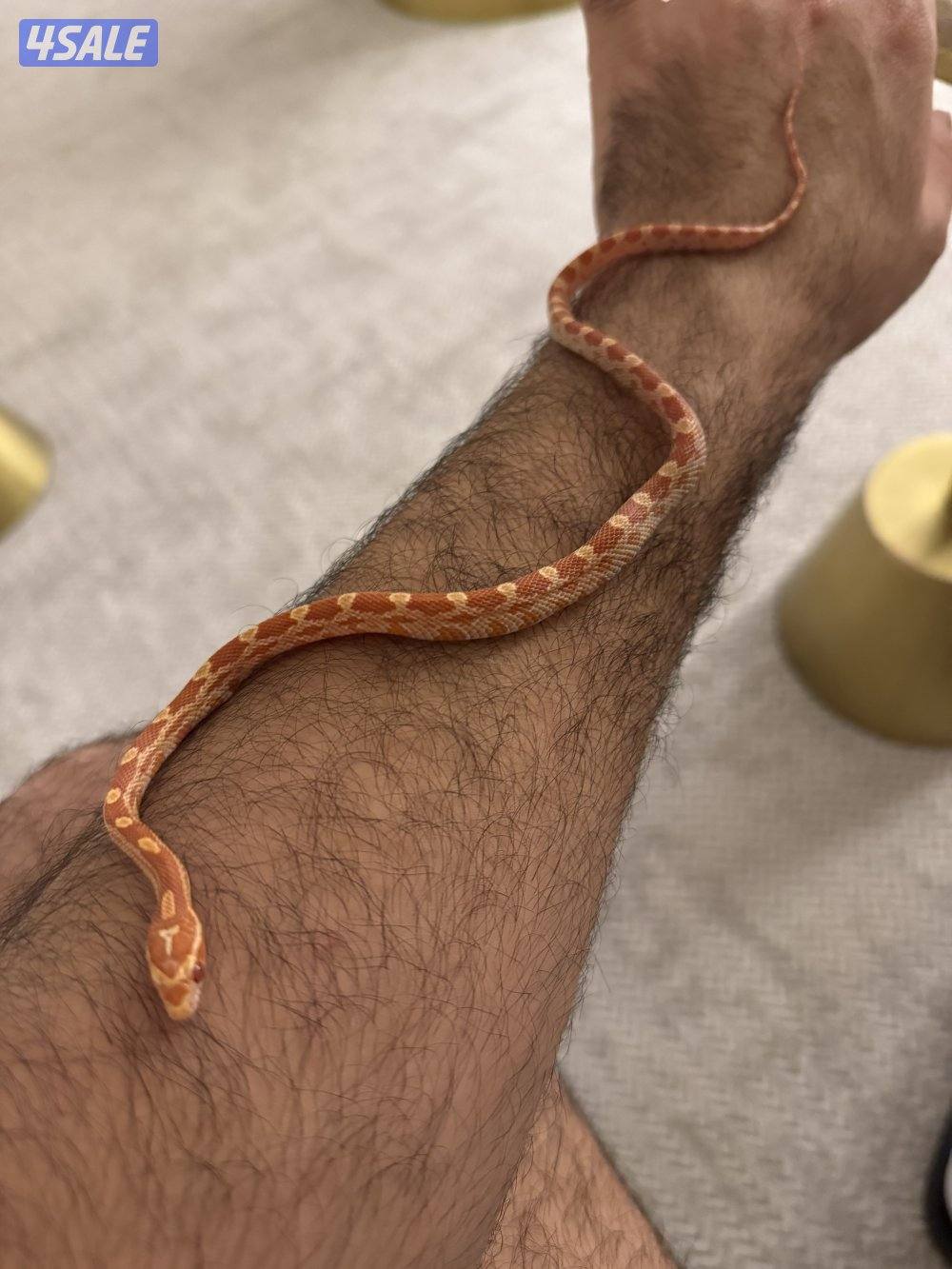 كورن سنيك البينو1