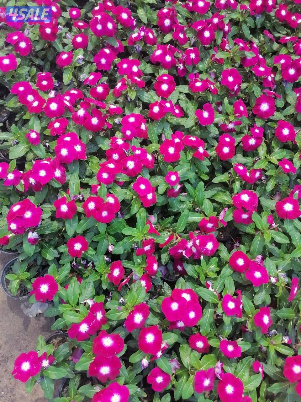 بيع وتركيب الثيل الصناعي والطبيعي وشبكات الري والسياج التركي12