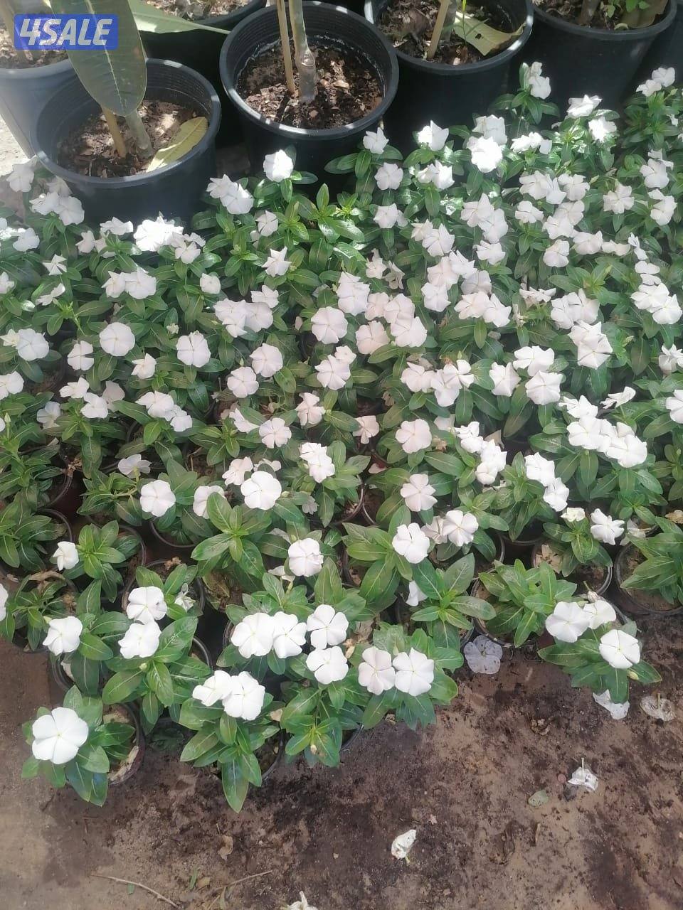 بيع وتركيب الثيل الصناعي والطبيعي وشبكات الري والسياج التركي15