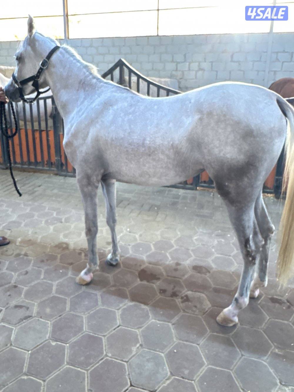 للبيع مهره مصريه1