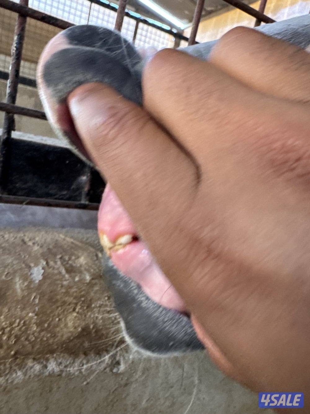 للبيع مهره مصريه2