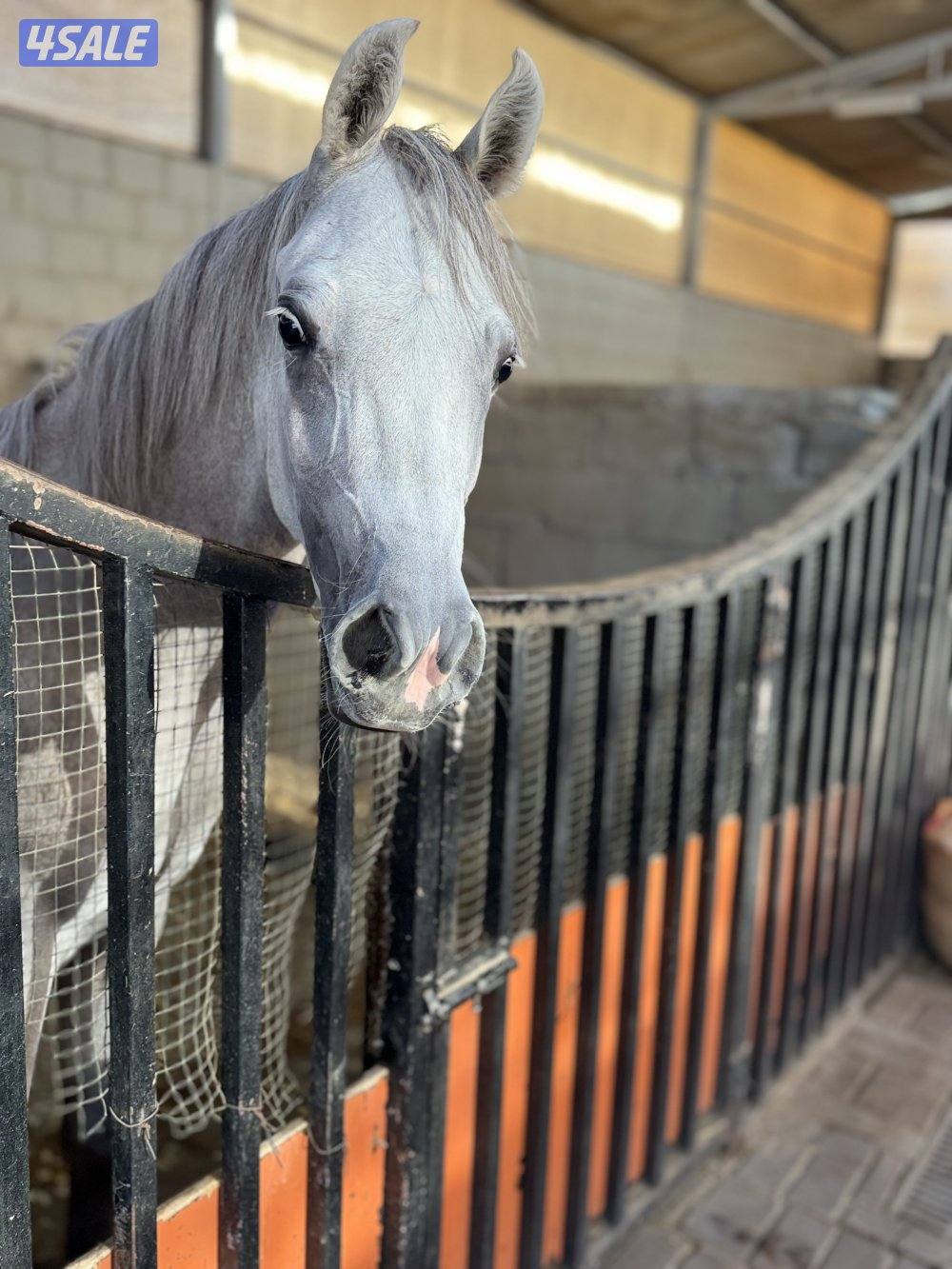 للبيع مهره مصريه3