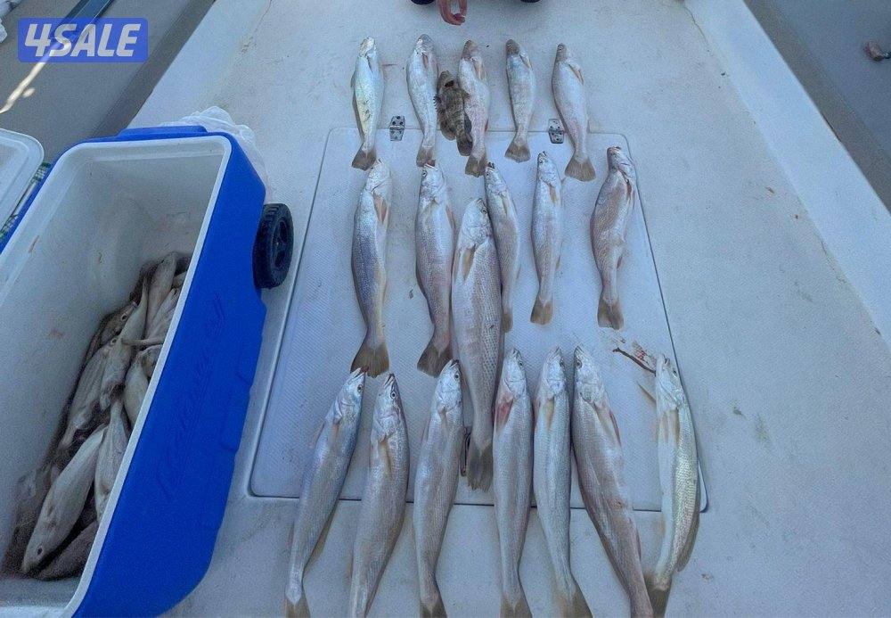 أجمل الرحلات البحريه جميع جزر الكويت حداق شمال وجنوب وتوصيل فيلكه8