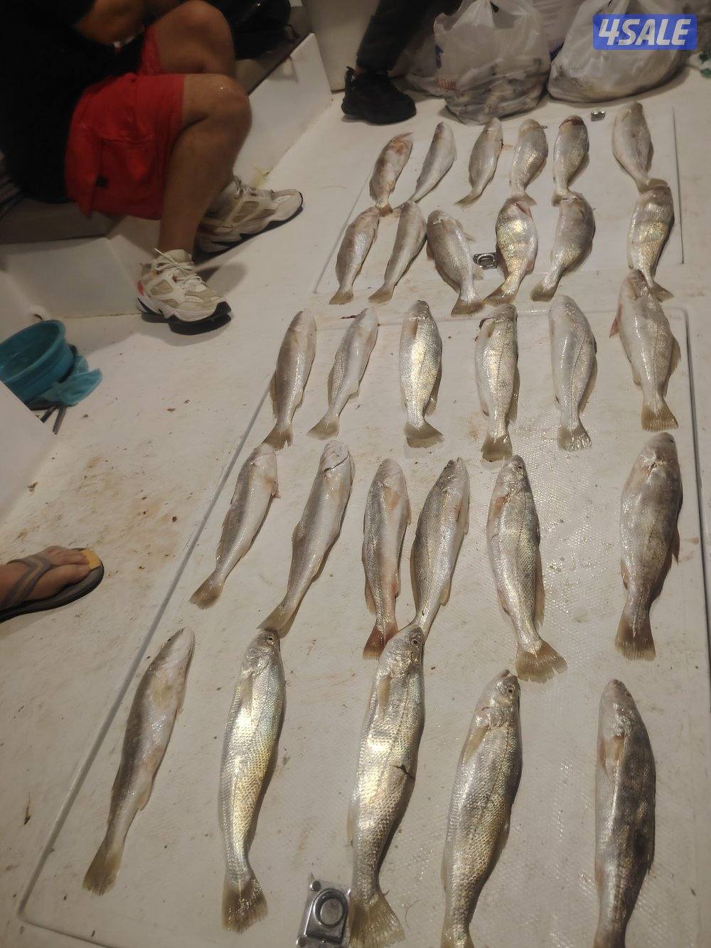 أجمل الرحلات البحريه جميع جزر الكويت حداق شمال وجنوب وتوصيل فيلكه9