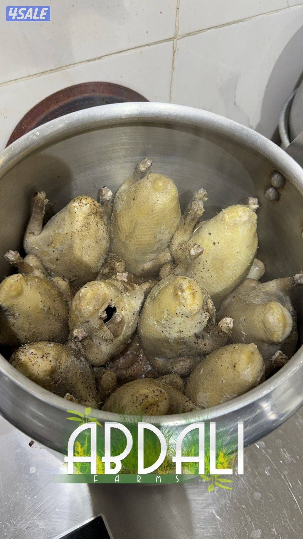 فروخ حمام زاجل للاكل2