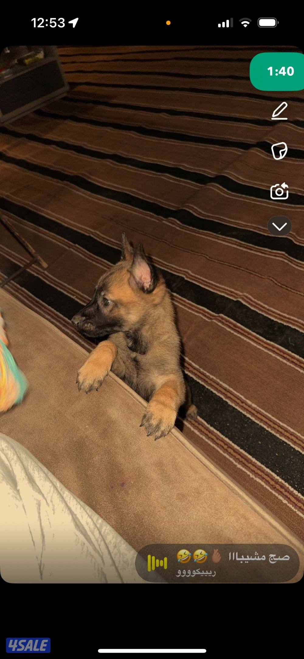 للبيع مالينو نثيه العمر ٦٠ يوم تبارك الرحمن هايبر وفيها حراره من صغرها0