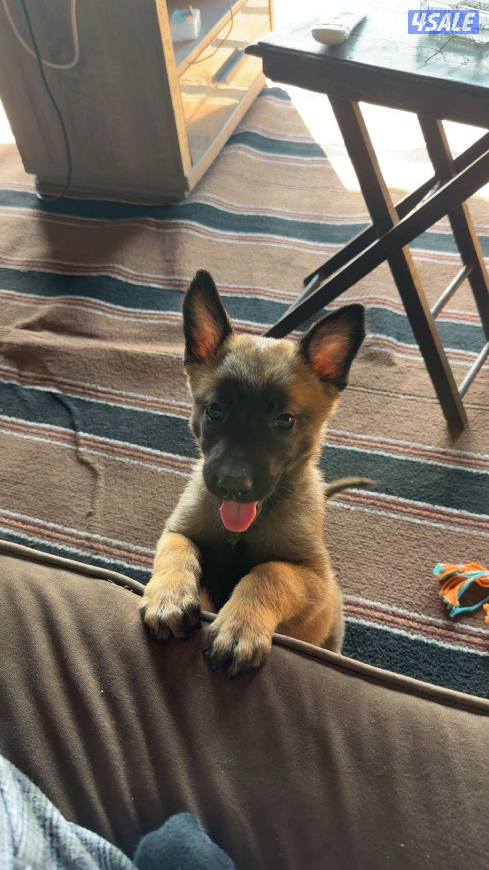 للبيع مالينو نثيه العمر ٦٠ يوم تبارك الرحمن هايبر وفيها حراره من صغرها1