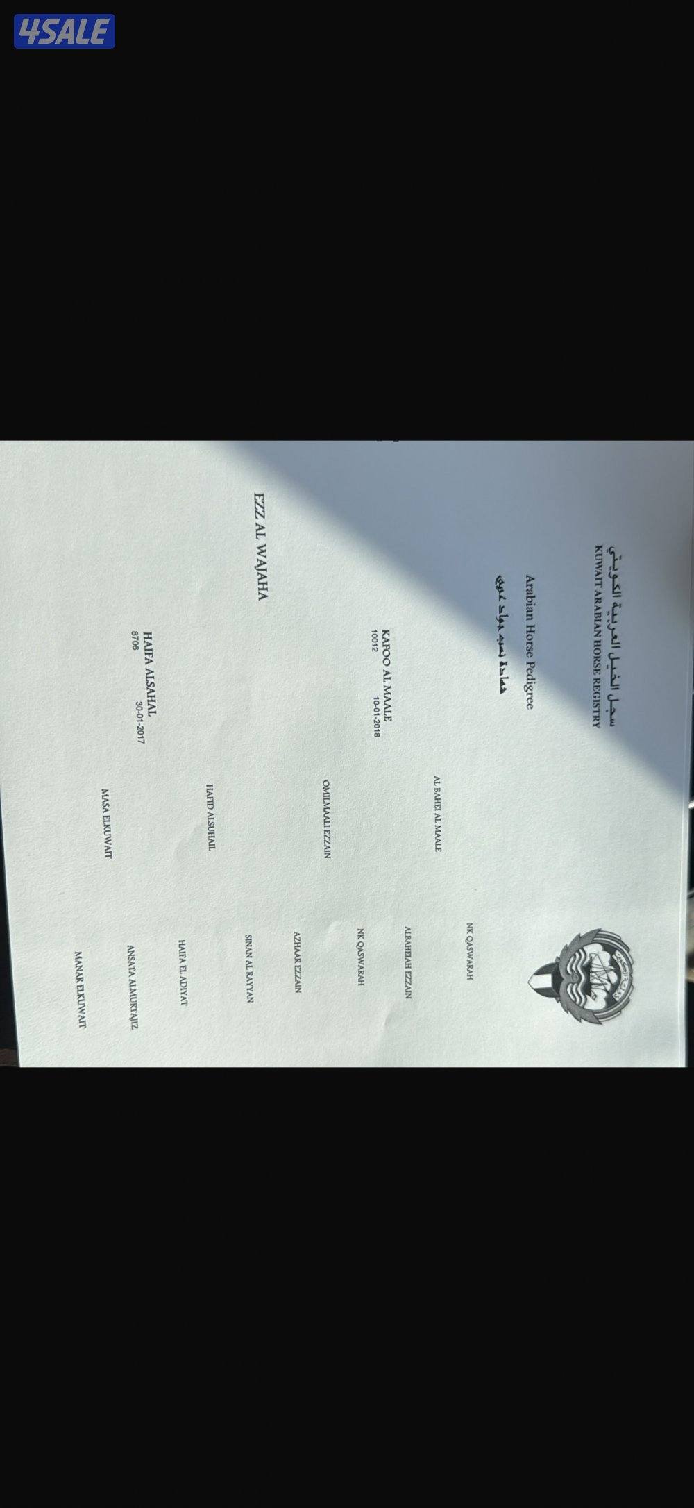 خيل عربي أصيل دماء المصرية مهر شهادة قوية0