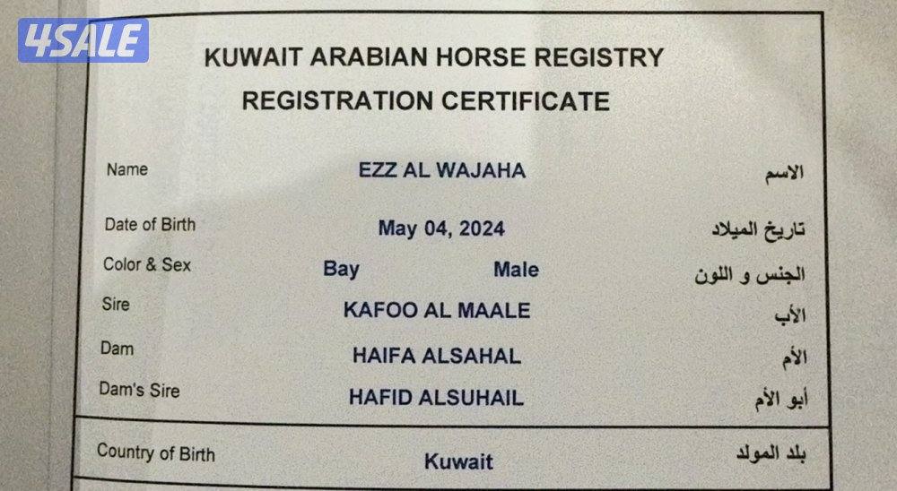 خيل عربي أصيل دماء المصرية مهر شهادة قوية1