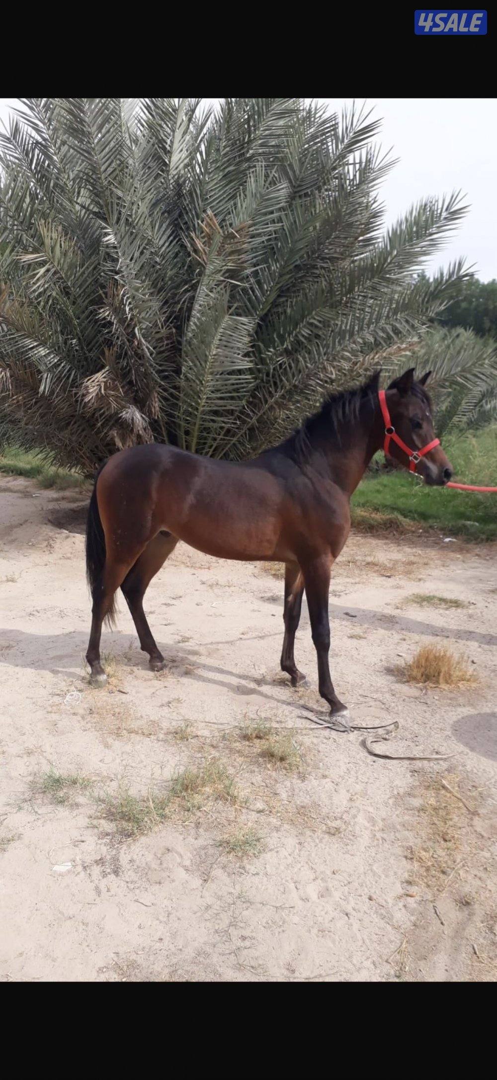 خيل عربي أصيل دماء المصرية مهر شهادة قوية2