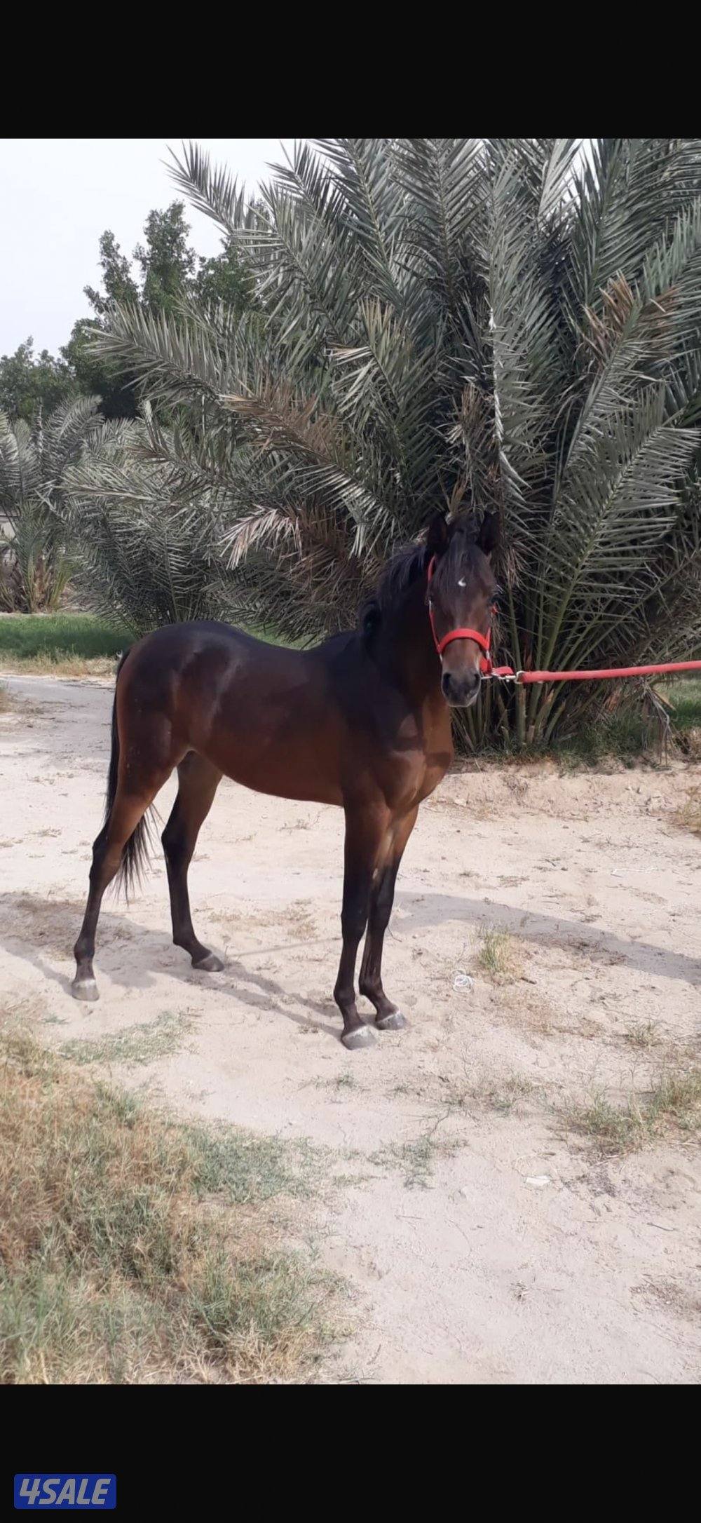 خيل عربي أصيل دماء المصرية مهر شهادة قوية3