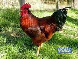 دجاج هولندي جيل أول ألوان زاهية يوجد ديوك ودجاج0