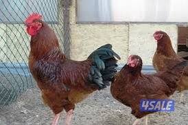 دجاج هولندي جيل أول ألوان زاهية يوجد ديوك ودجاج1