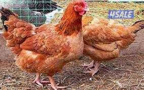 دجاج هولندي جيل أول ألوان زاهية يوجد ديوك ودجاج3