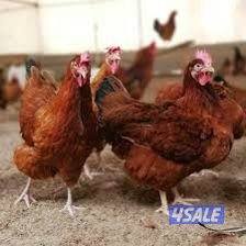 دجاج هولندي جيل أول ألوان زاهية يوجد ديوك ودجاج2