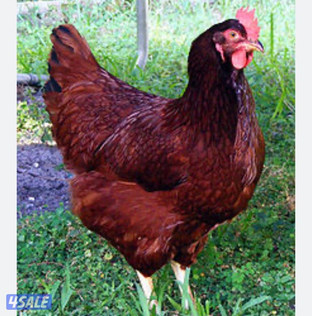 دجاج هولندي جيل أول ألوان زاهية يوجد ديوك ودجاج4